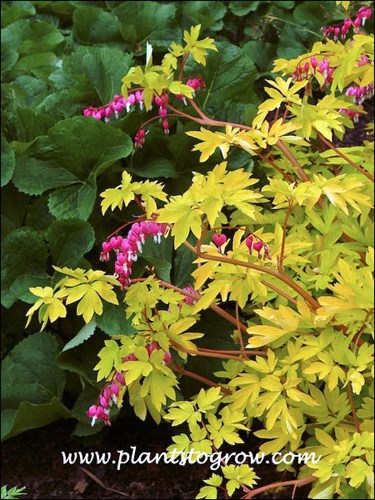 The golden color contrasts with the green of the Ligularia. (May 18)